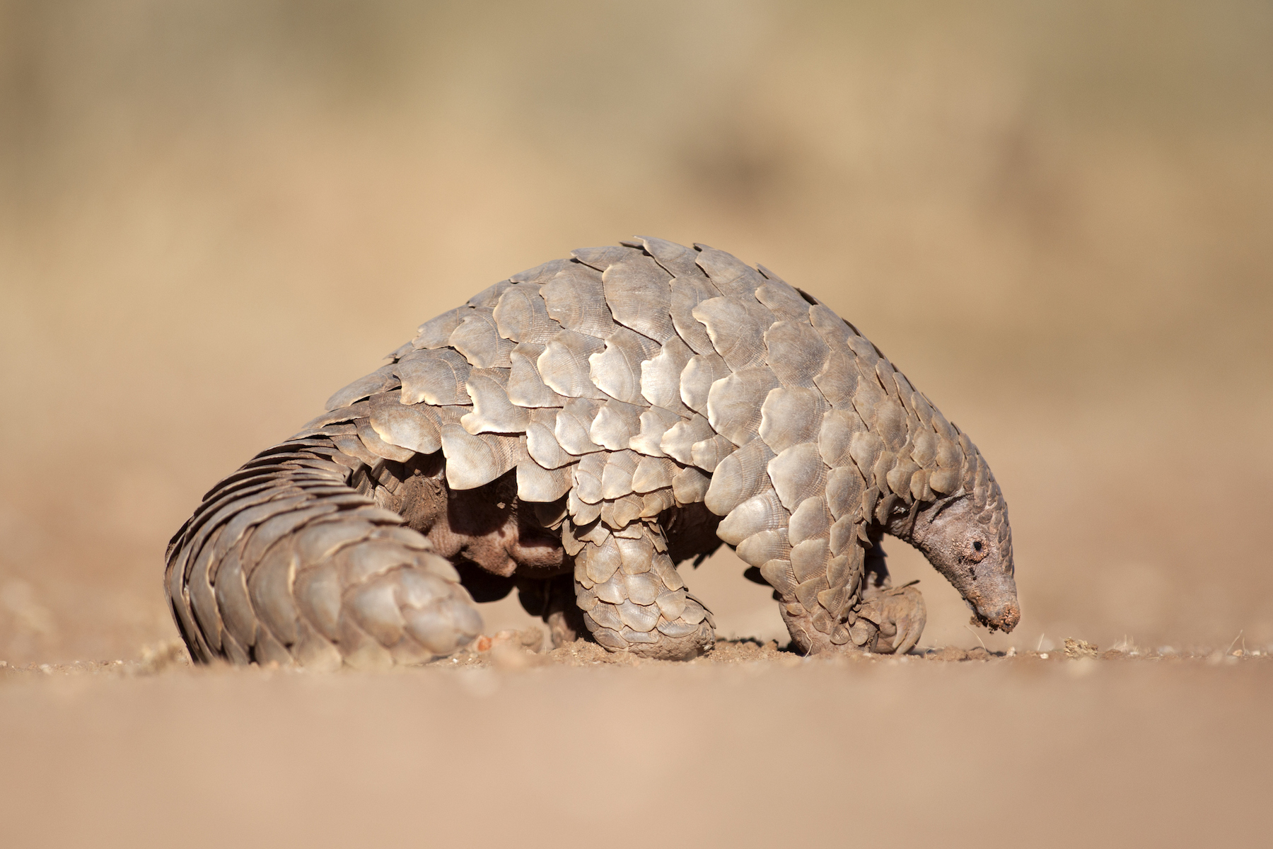 Rescued Pangolin released into the wild, marking World Pangolin Day