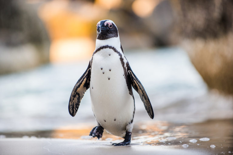 African penguin chicks