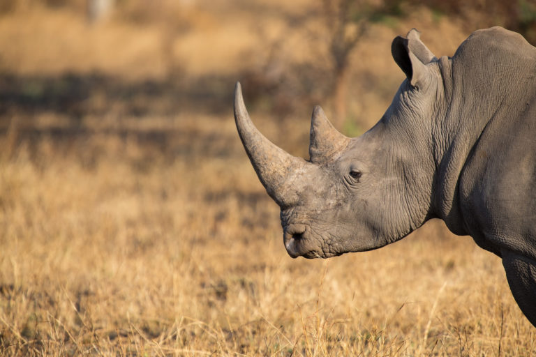 rhino poaching