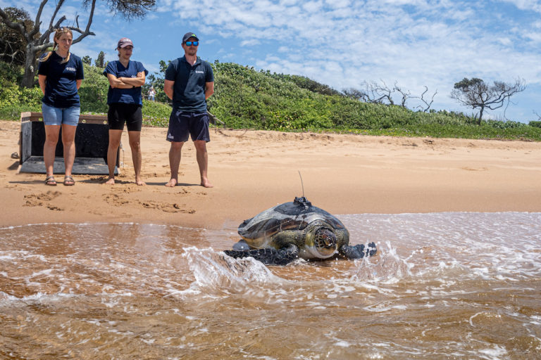 bob the turtle