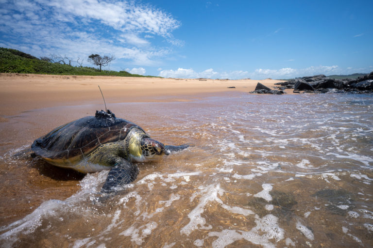 South Africa's plastic