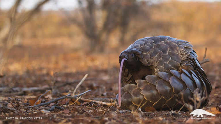 conservation pangolins