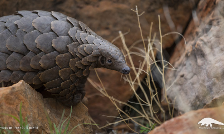 Lapalala A Conservation Haven For Pangolins And Their Pangopups Lapalala A Conservation Haven For Pangolins And Their Pangopups