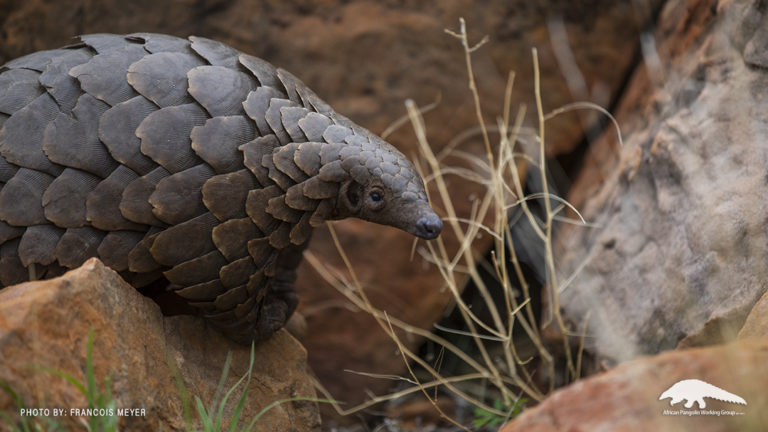 conservation pangolins