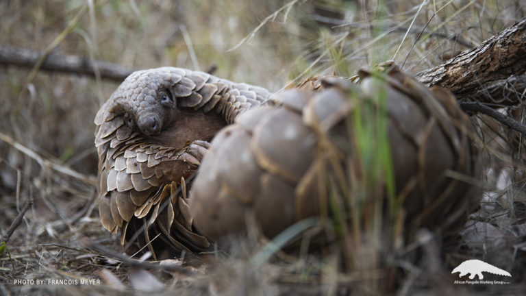 conservation pangolins