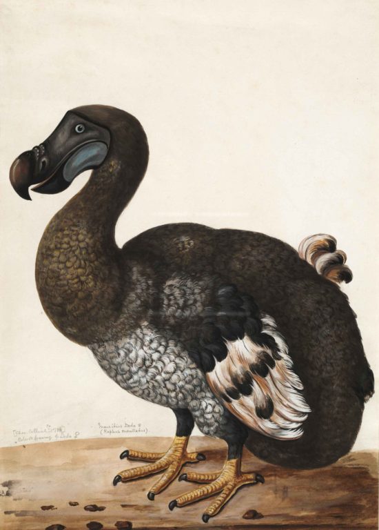 De-extinction project receives $150 million funding to bring back Dodo bird