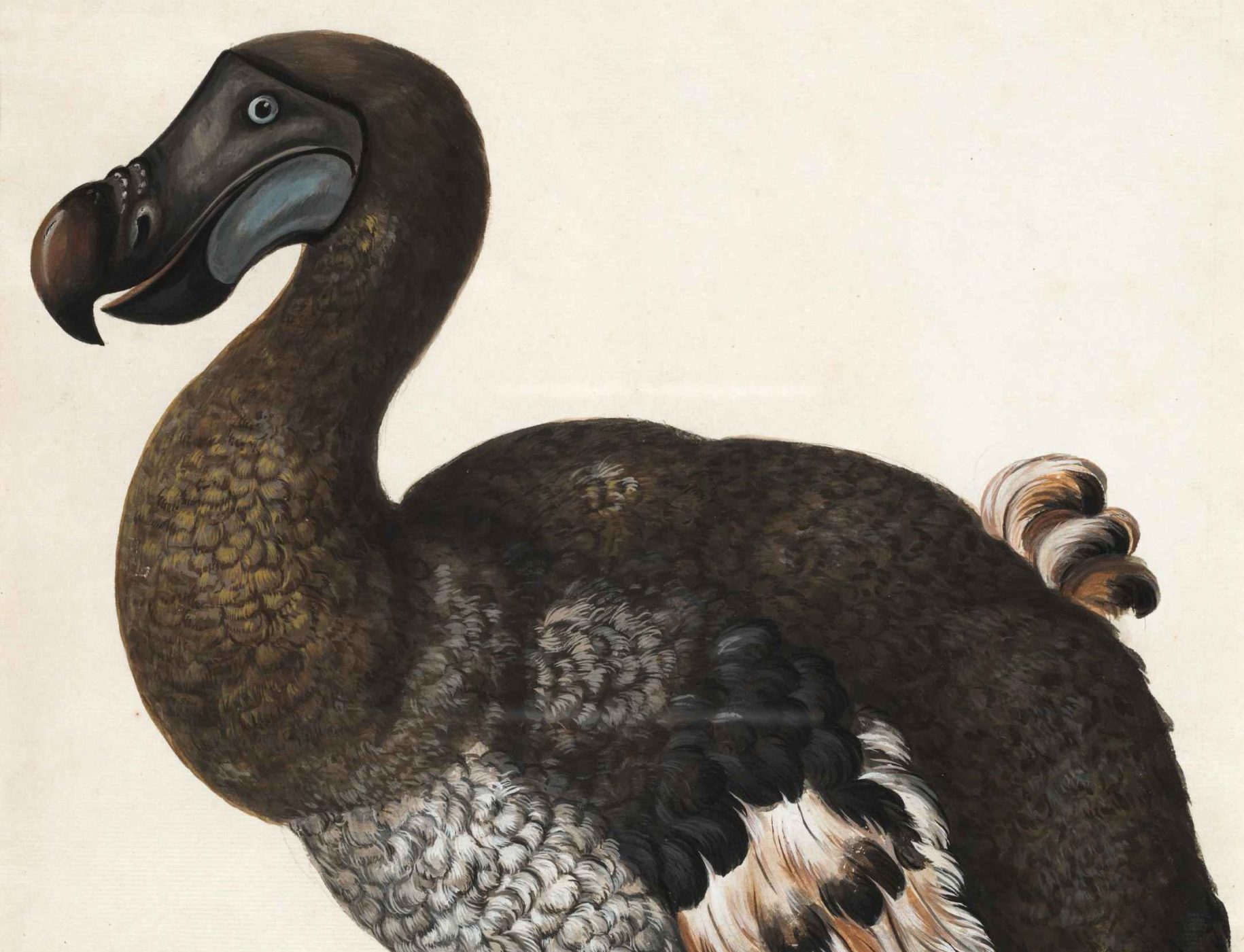 De-extinction project receives 0 million funding to bring back dodo bird