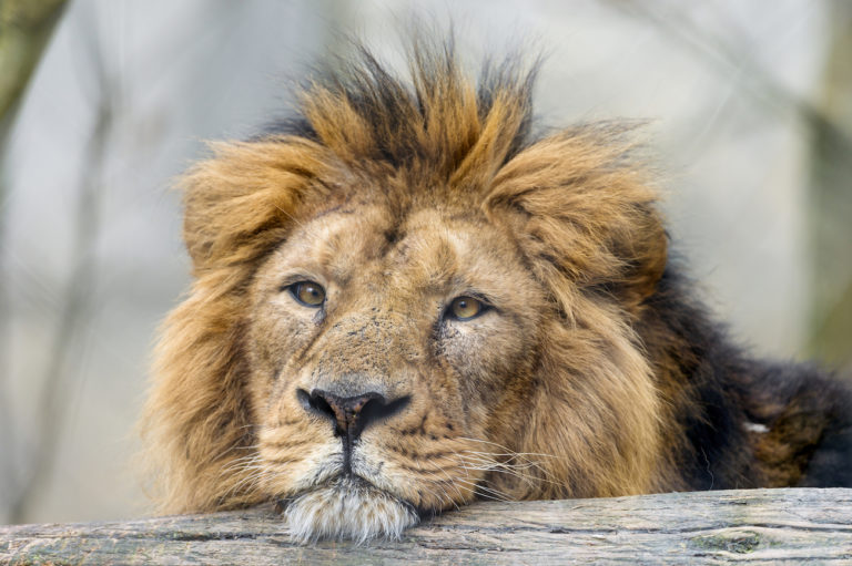 sanctuary asiatic lion