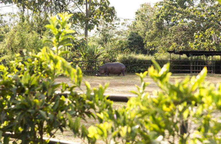 colombia cocaine hippos