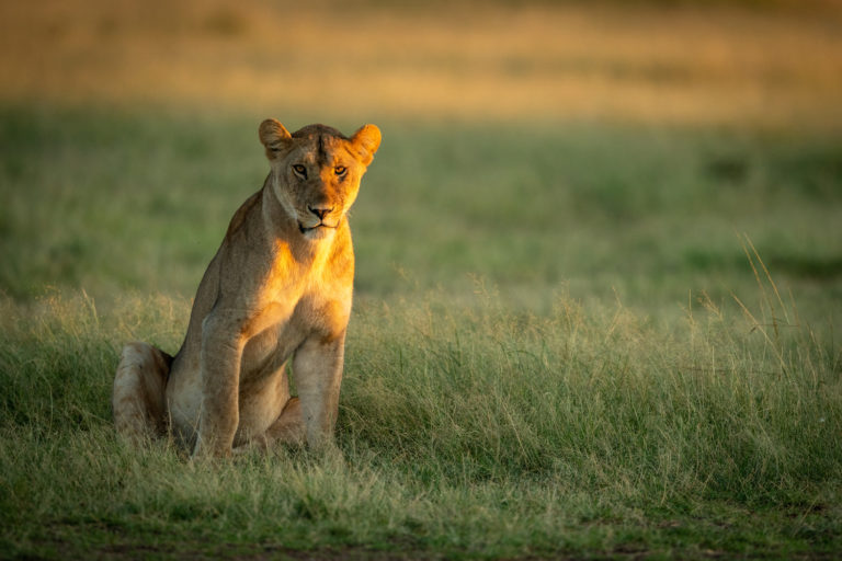 escaped lion gauteng