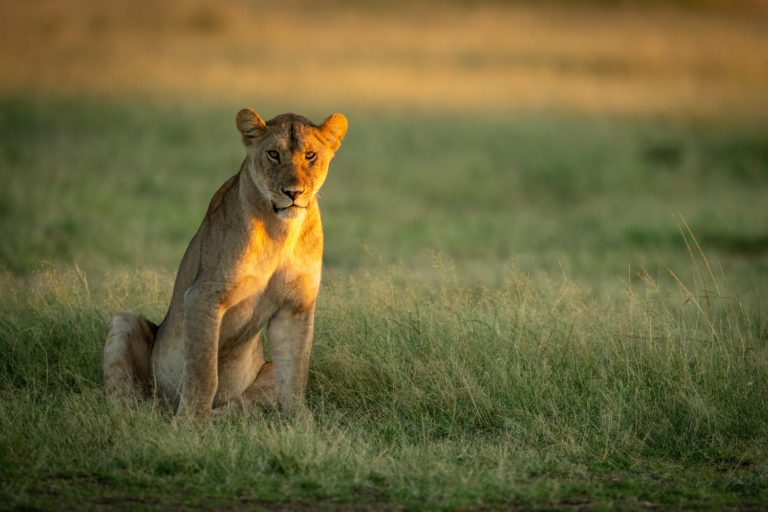 lion échappé du gauteng