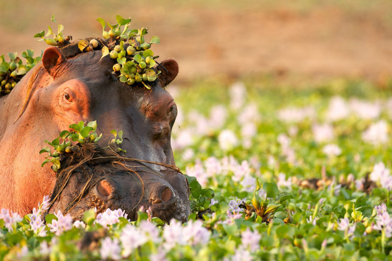 zimparks hippo census