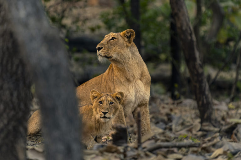 sanctuary asiatic lion