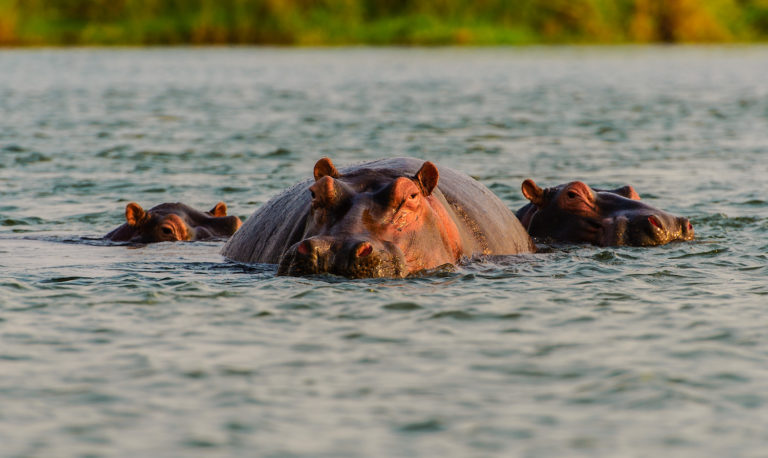 Zimparks hippo census