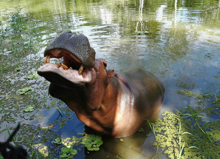 colombia cocaine hippos