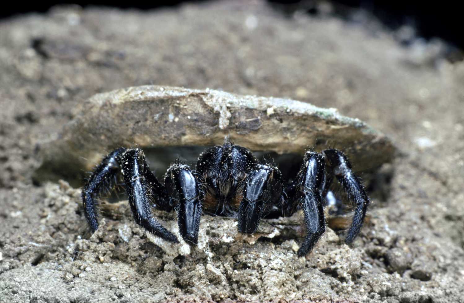 Scientists uncover super-sized trapdoor spider in Australia