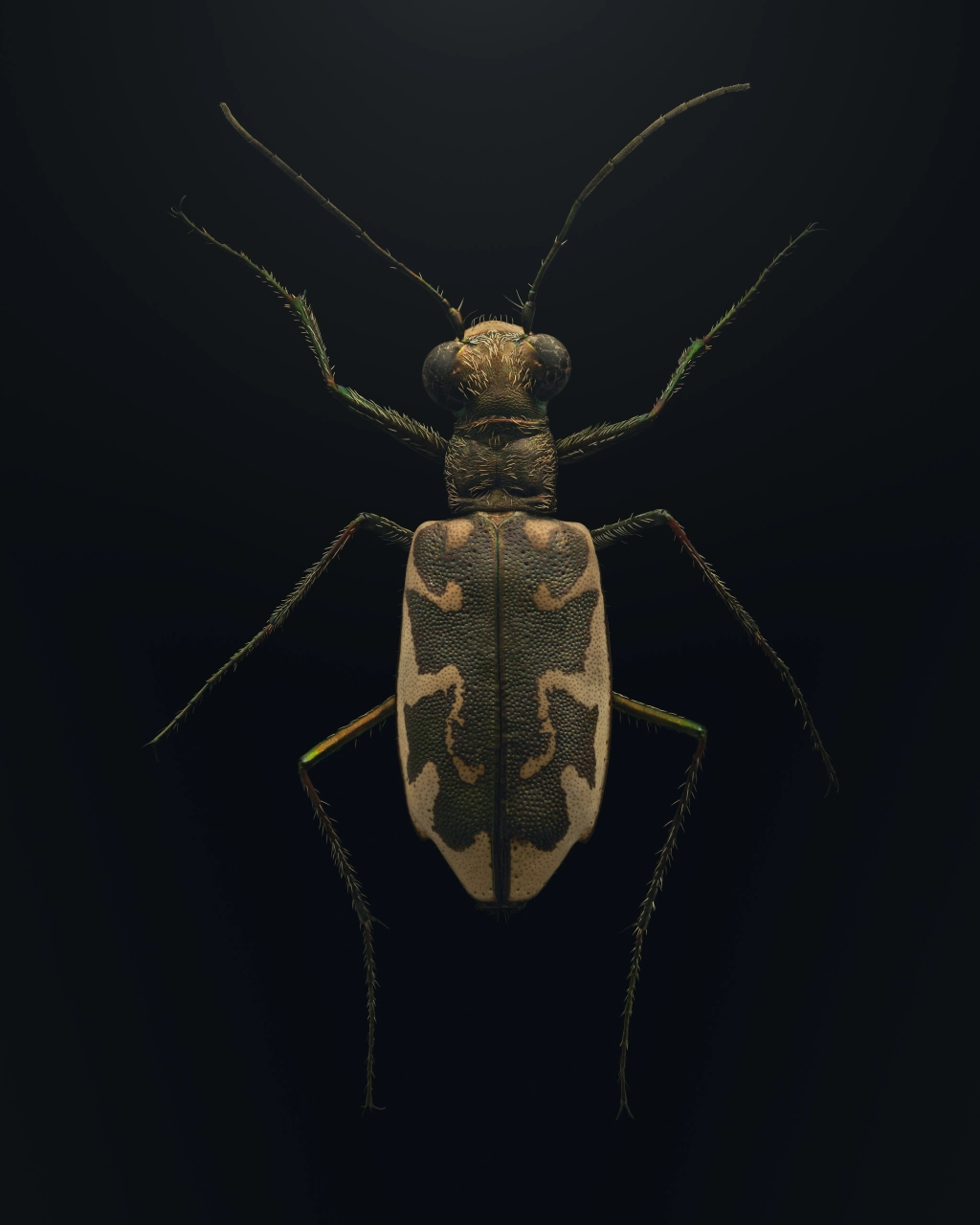Extinct & Endangered: world's rarest insects captured in microscopic detail