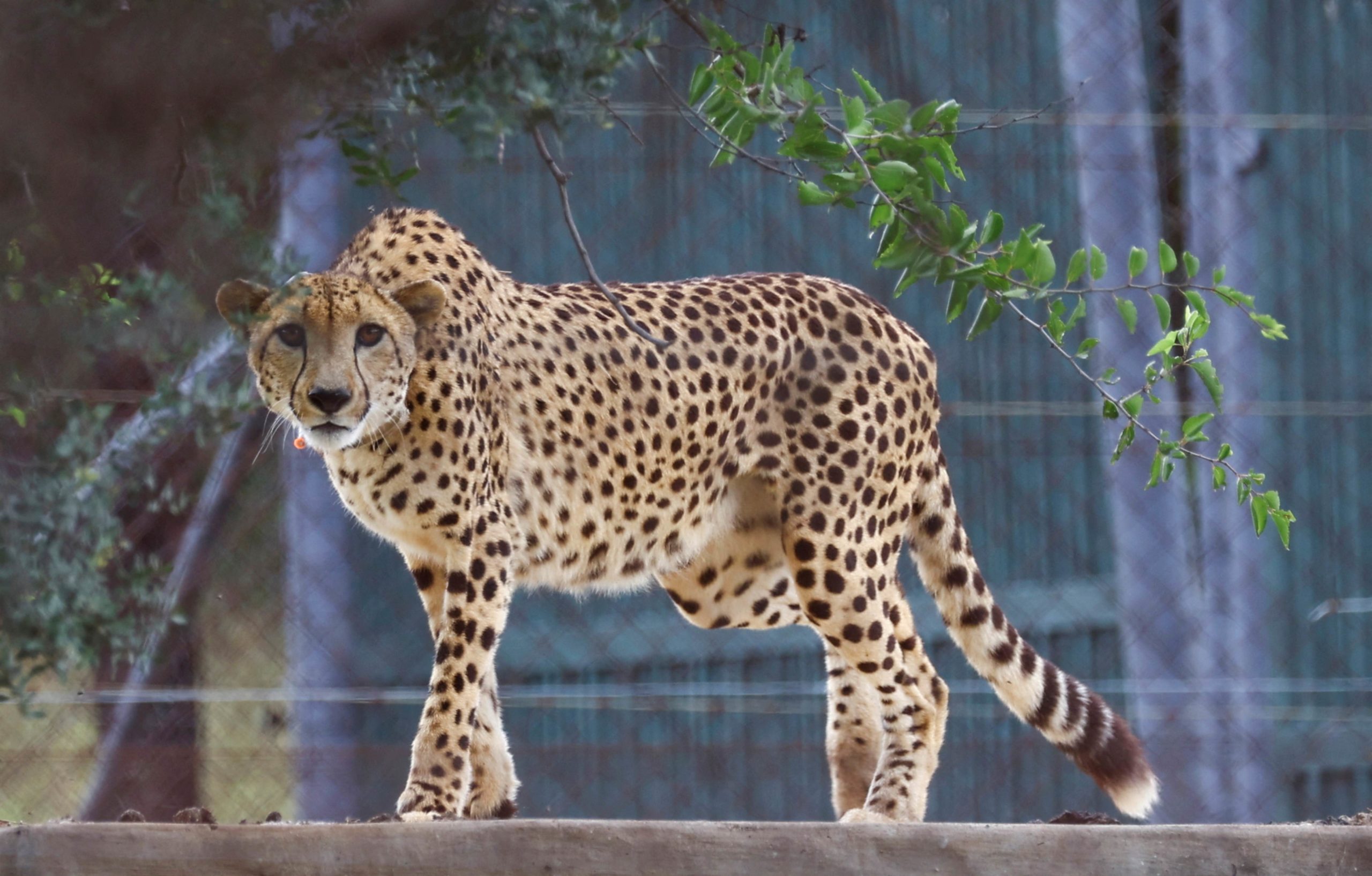 Second cheetah from India’s Reintroduction Plan passes away