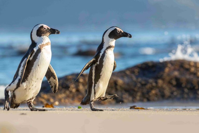 African penguins