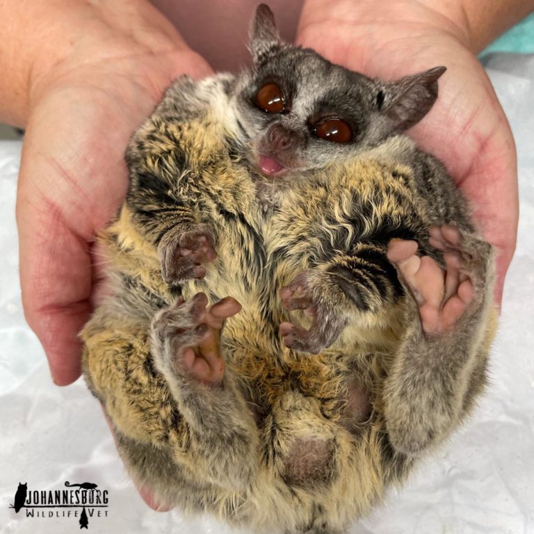 Mohol bushbaby