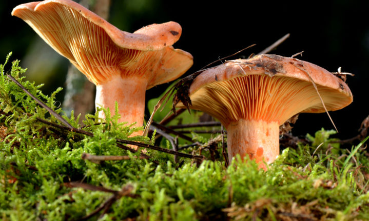 Suillus granulatus, Weeping Bolete mushroom