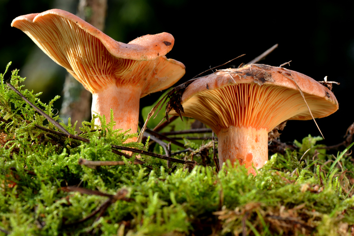 Saffron milk cap 