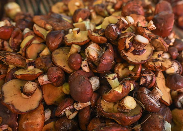 Mushroom foraging South Africa