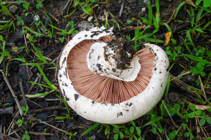 Field Mushroom