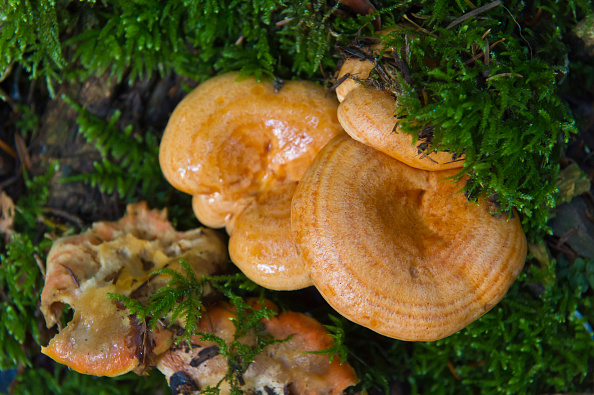 Mushroom foraging South Africa