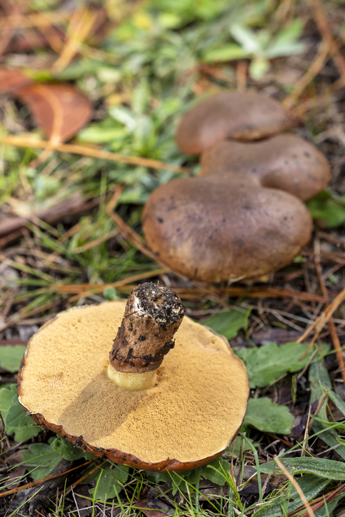 Mushroom foraging South Africa