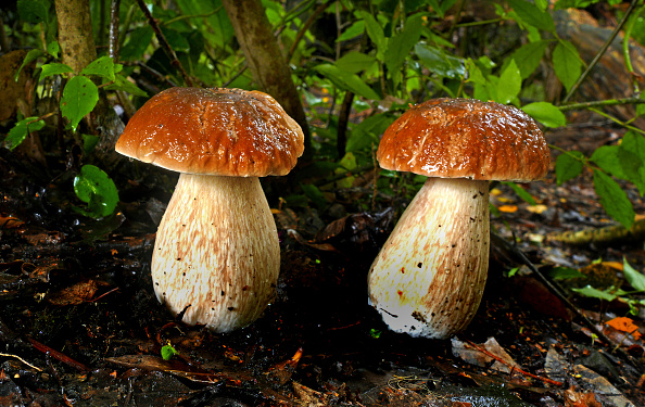 Mushroom foraging South Africa