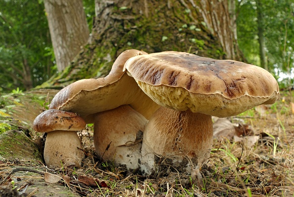 Mushroom Picking | Things to See & Do | Visitor Information | Oberon  Australia