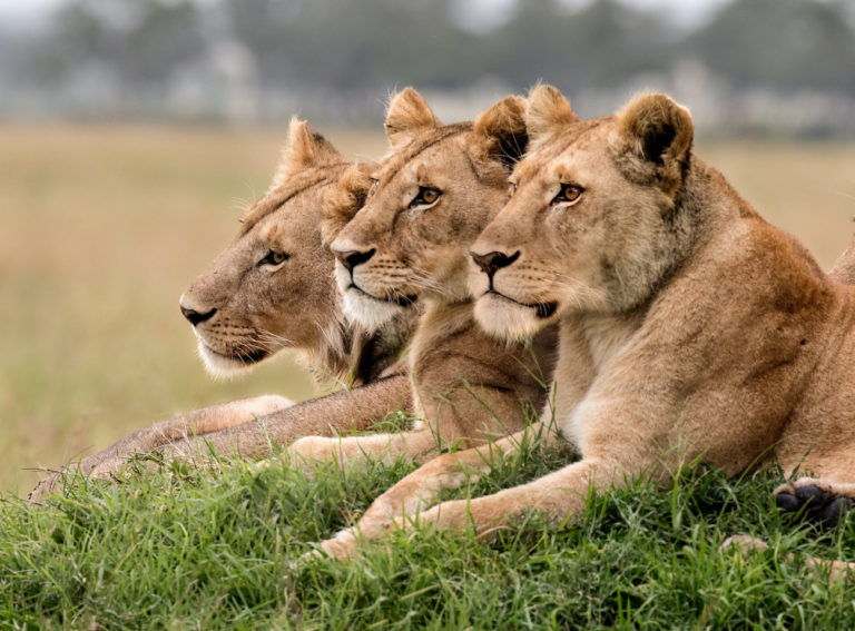 africa adventure royal safari garden