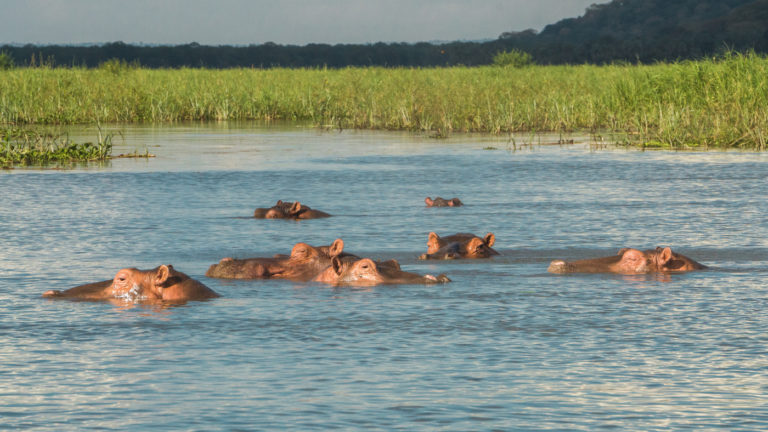 hippo riverboat Malawi