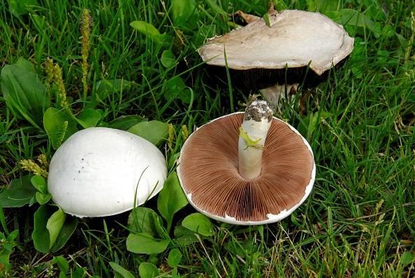 Field Mushroom