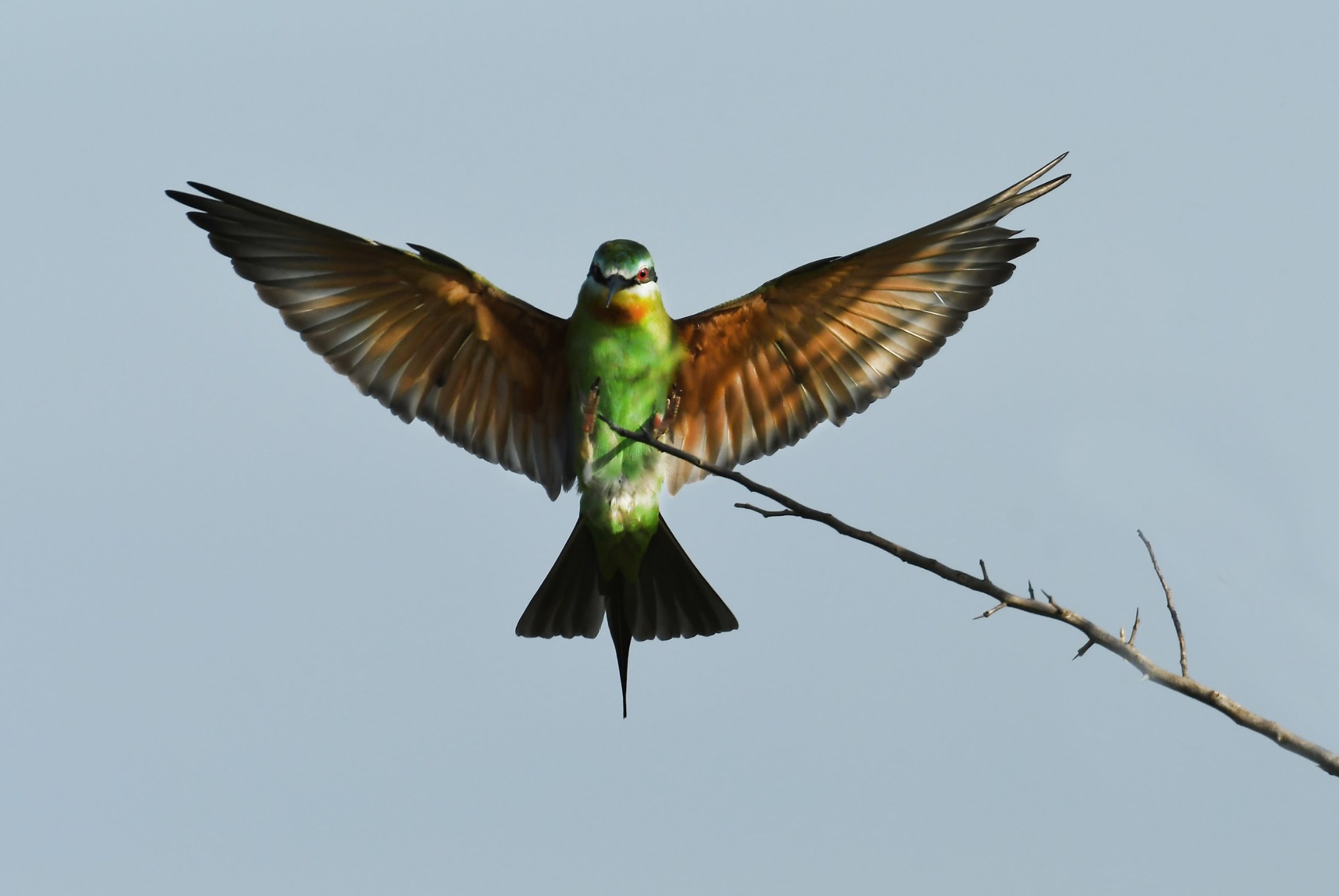 5 top tips for getting into birding