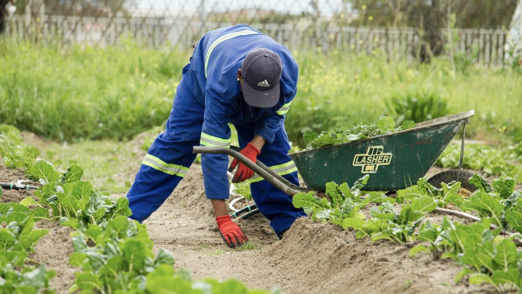 Cape Town's sustainability: Leading the way in environmental initiatives - Vimarsana News