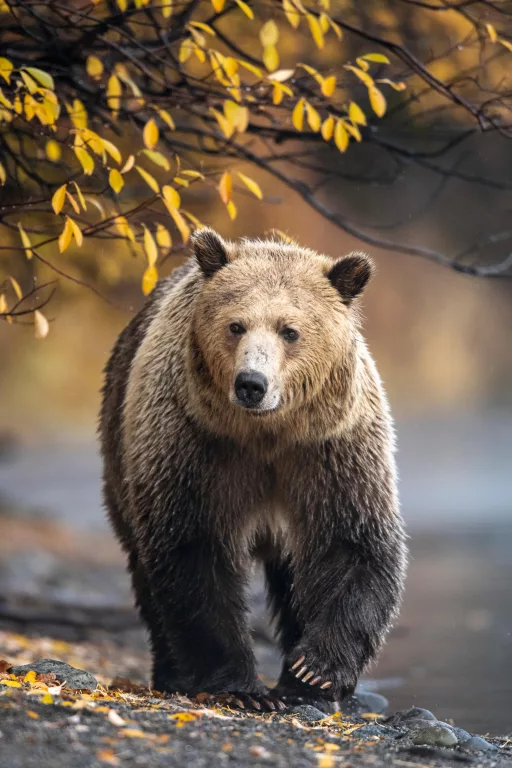 Grizzly brown bear photographed by Andy Skinner