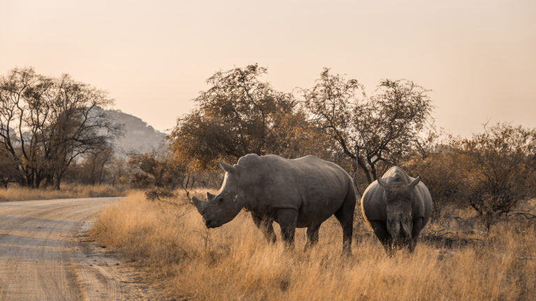 africa adventure royal safari garden