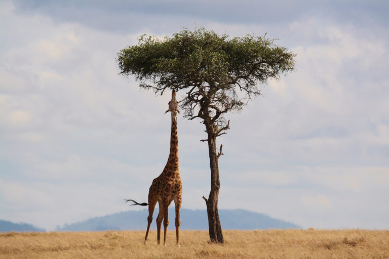 world giraffe day