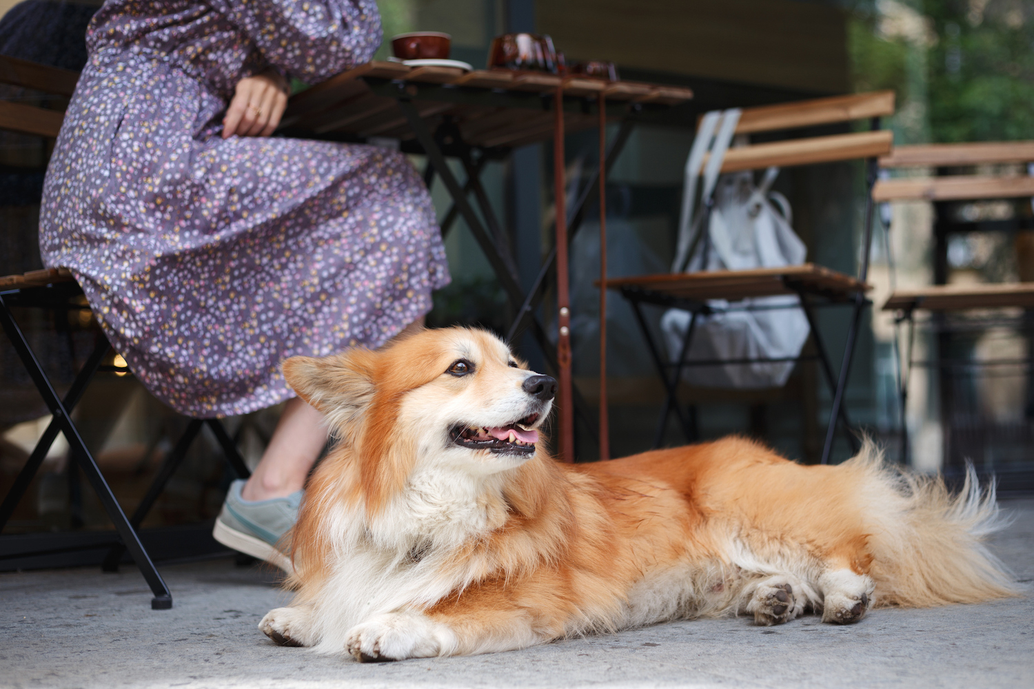 The rise of pet-friendly restaurants in South Africa - Vimarsana News