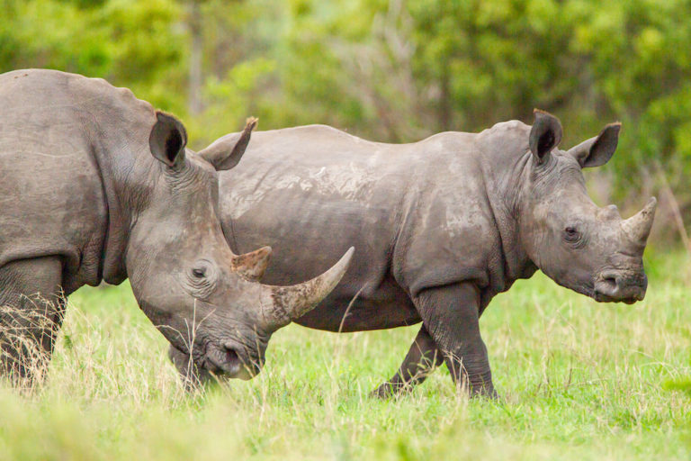 congo white rhino