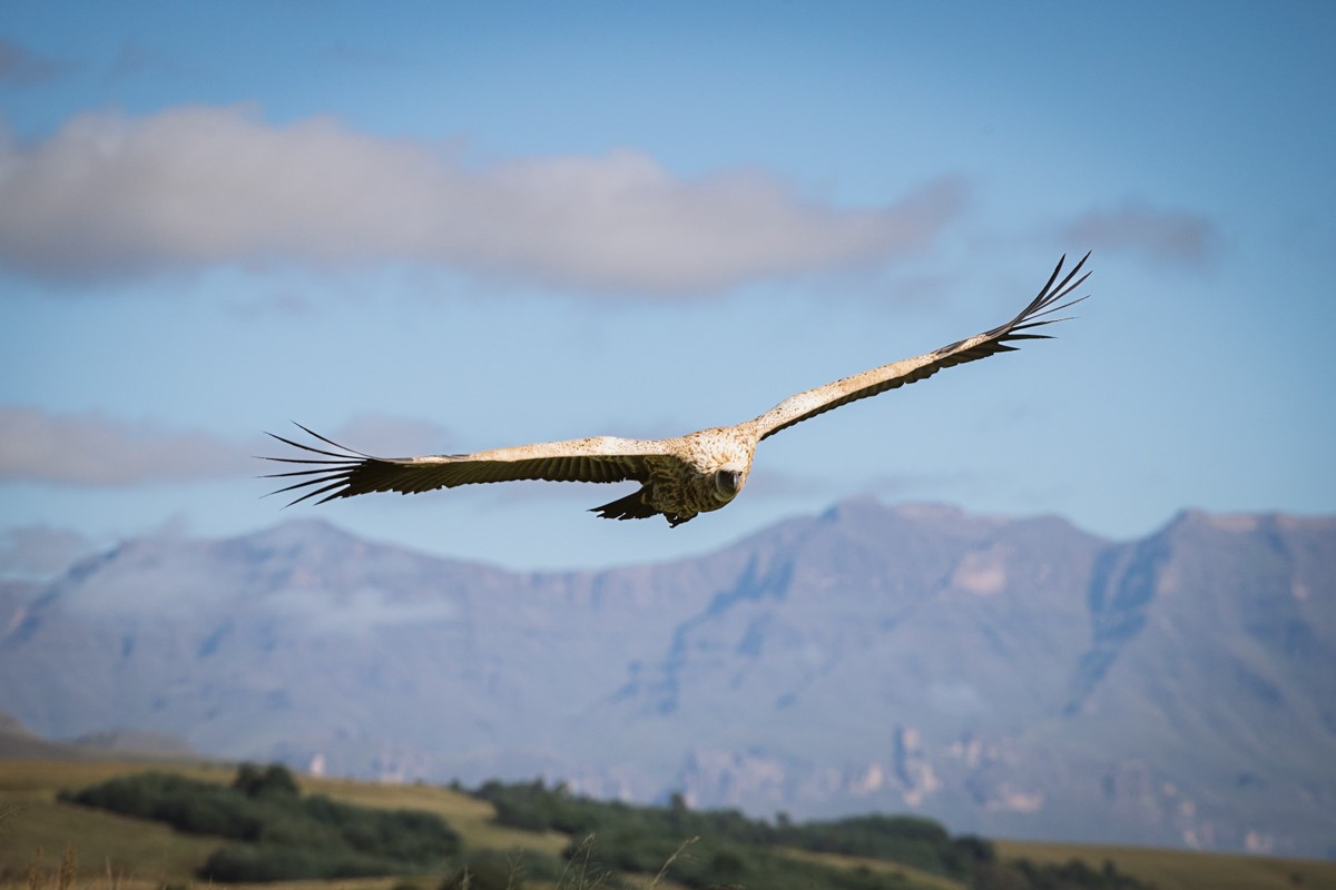 How you can help protect endangered vultures - Vimarsana News
