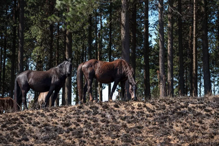 south africa wild horses