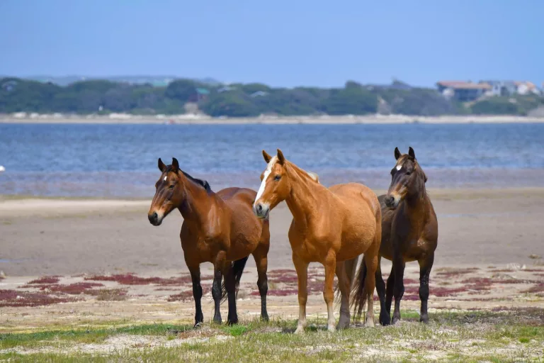 south africa wild horses