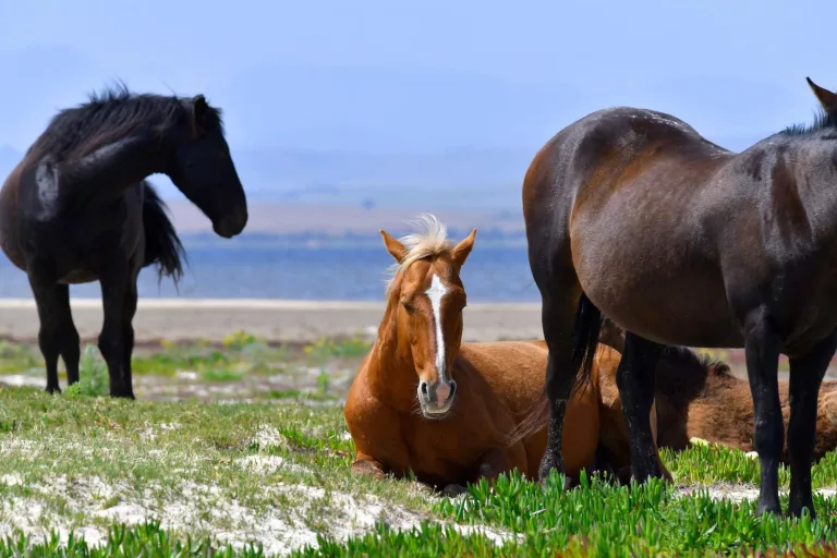 south africa wild horses