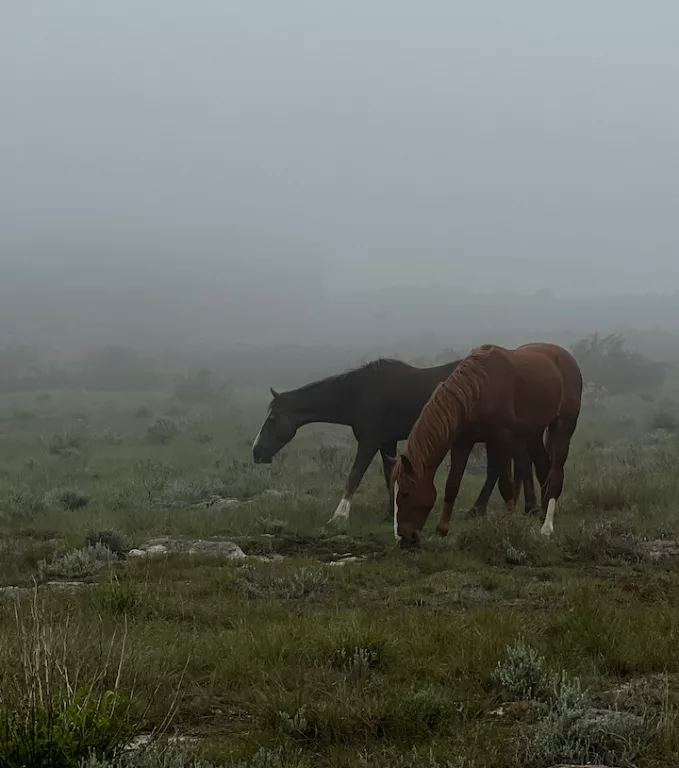 south africa wild horses