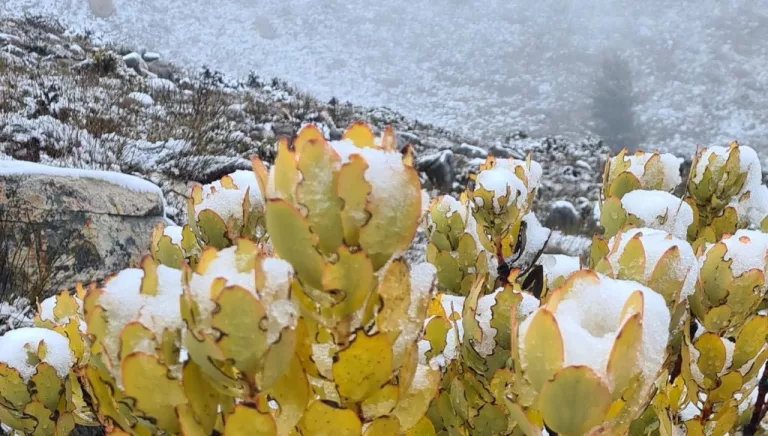 Matroosberg snow