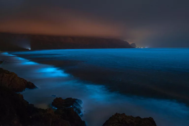 bioluminescence