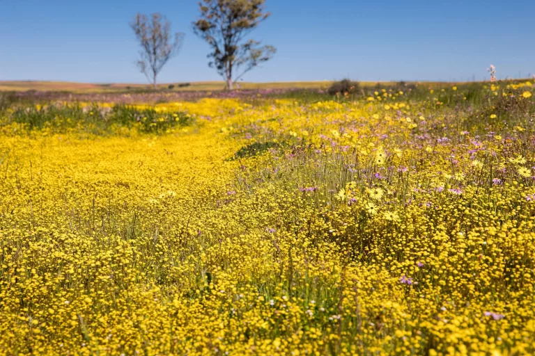 wildflower season